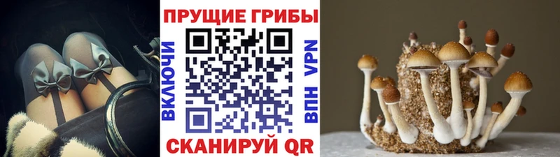 Галлюциногенные грибы Cubensis купить KRAKEN зеркало Отрадный