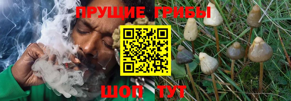 Отрадный  Псилоцибиновые грибы Cubensis  Галлюциногенные грибы Cubensis  дарнет шоп  Вход с VPN 